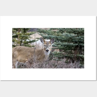 White tailed deer Posters and Art